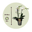 PLANT IN A BOX - Orchidée papillon - Phalaenopsis Multiflora - Hauteur 35-45cm - ⌀12cm - vignette