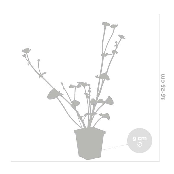 BLOOMIQUE - Lot de 6 - Caltha Palustris - Populage des marais - Plantes de bassin - H. 15-25 cm - P. 9 cm - large