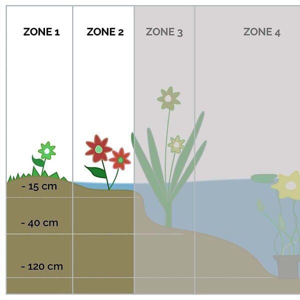 BLOOMIQUE - Lot de 6 - Caltha Palustris - Populage des marais - Plantes de bassin - H. 15-25 cm - P. 9 cm - large