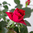 BLOOMIQUE - Lot de 3 - Rosier Nain Rouge - Plantes d’intérieur & extérieur - H. 20-30 cm - P. 12 cm - vignette