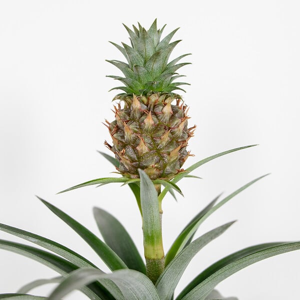 BLOOMIQUE - Ananas Mi Amigo - Ananas décoratif - Plante anti-ronflement - H. 30-40 cm - P. 12 cm - large