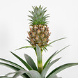 BLOOMIQUE - Ananas Mi Amigo - Ananas décoratif - Plante anti-ronflement - H. 30-40 cm - P. 12 cm - vignette