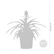BLOOMIQUE - Ananas Mi Amigo - Ananas décoratif - Plante anti-ronflement - H. 30-40 cm - P. 12 cm - vignette