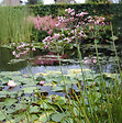 BLOOMIQUE - Lot de 6 - Butomus Umbellatus - Butome en ombelle - Plantes de bassin - H. 10-20 cm - P. 9 cm - vignette