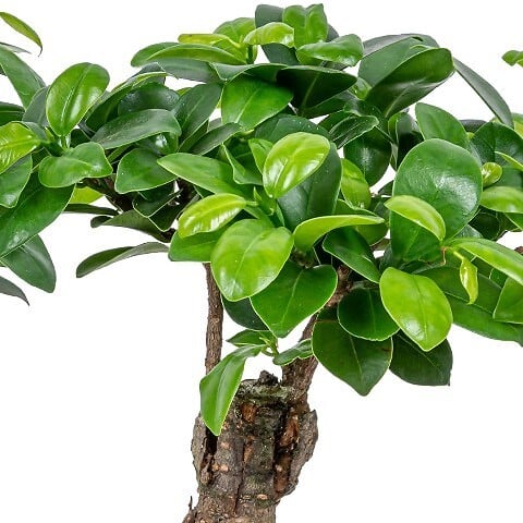 BLOOMIQUE - Lot de 2 - Ficus Ginseng - Bonsaï - Plantes d’intérieur - Dépolluante - H. 20-30 cm - P. 12 cm - large