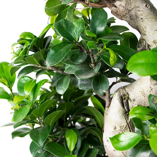 BLOOMIQUE - Ficus Ginseng - Forme en S - Bonsaï - Plante d'intérieur - Dépolluante - Facile d'entretien - large