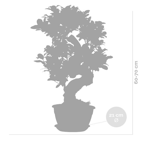 BLOOMIQUE - Ficus Ginseng - Forme en S - Bonsaï - Plante d'intérieur - Dépolluante - Facile d'entretien - large