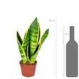 BLOOMIQUE - Lot de 2 - Sansevieria 'Superba' lot de 2 - Plante d'intérieur et pot - Hauteur 10-20 cm - Pot 9 cm - vignette