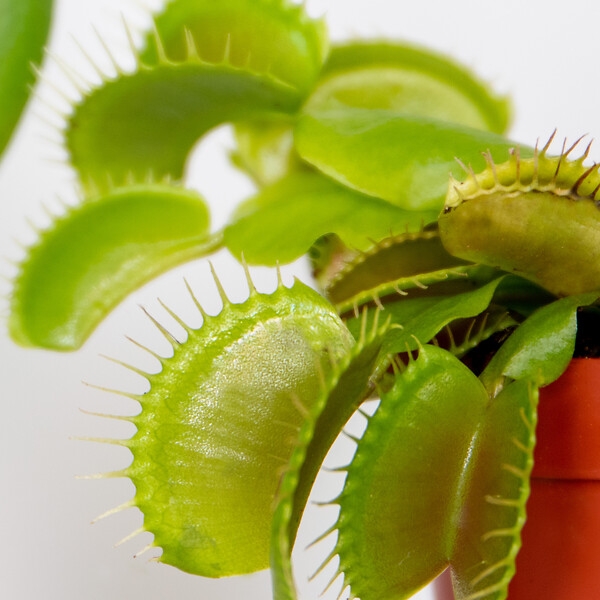 BLOOMIQUE - Dionaea Muscipula - Dionée Attrape-Mouche - Plante Carnivore - H. 5-10 cm - P. 6 cm - large