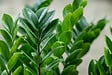 BLOOMIQUE - Lot de 2 - Zamioculcas Zamiifolia - Zamioculcas - Plante d’intérieur - H. 50-60 cm - P. 17 cm - vignette