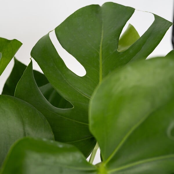 PLANT IN A BOX - Plante à trous - Monstera deliciosa - Hauteur 70-80cm - ⌀21cm - large