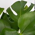 PLANT IN A BOX - Plante à trous - Monstera deliciosa - Hauteur 70-80cm - ⌀21cm - vignette
