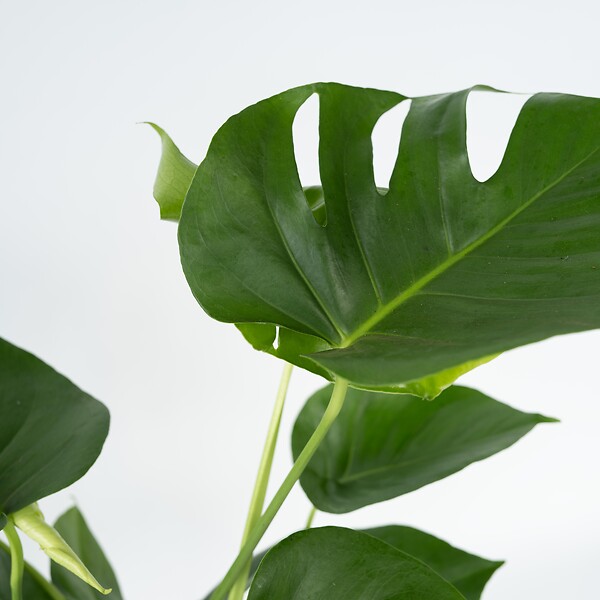 PLANT IN A BOX - Plante à trous - Monstera deliciosa - Hauteur 70-80cm - ⌀21cm - large