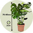 PLANT IN A BOX - Plante à trous - Monstera deliciosa - Hauteur 70-80cm - ⌀21cm - vignette