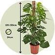 PLANT IN A BOX - Plante à trous - Monstera deliciosa - Hauteur 120-130cm - ⌀24cm - vignette