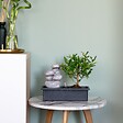 PLANT IN A BOX - Bonsaï - Bonsai - Hauteur 25-35cm - ⌀29cm - vignette