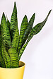 BLOOMIQUE - Sansevieria Zeylanica - Langue de belle-mère - Plantes d’intérieur - H. 50-70 cm - P. 17 cm - vignette