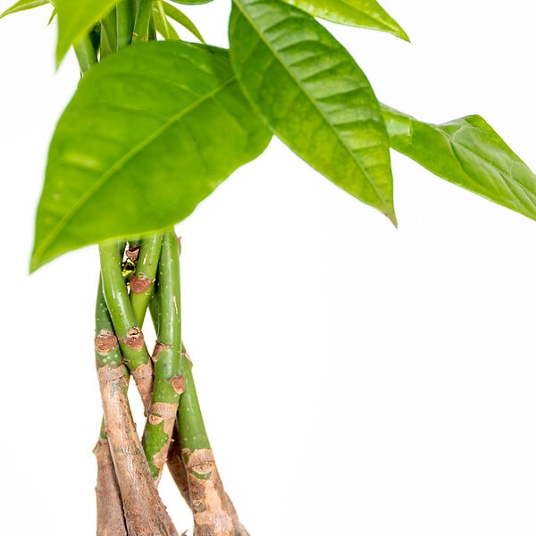 BLOOMIQUE - Pachira Aquatica - Arbre à argent - Plante d’intérieur - Dépolluante - Hauteur 25-35 cm - Pot 12 cm - large