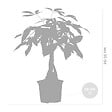BLOOMIQUE - Pachira Aquatica - Arbre à argent - Plante d’intérieur - Dépolluante - Hauteur 25-35 cm - Pot 12 cm - vignette