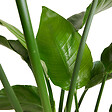 BLOOMIQUE - Strelitzia Nicolai - Plante oiseau de paradis - Fleurs de paradis - P. 21 cm - H. 90-110 cm - vignette