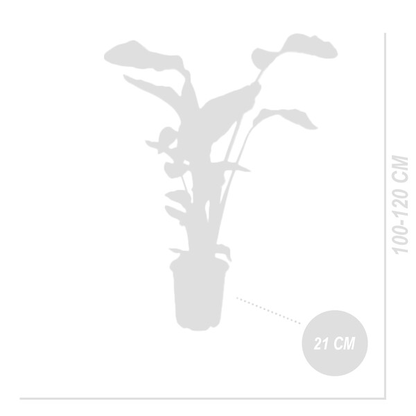 BLOOMIQUE - Strelitzia Nicolai - Plante oiseau de paradis - Fleurs de paradis - P. 21 cm - H. 90-110 cm - large