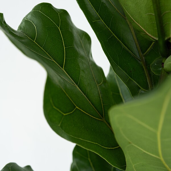 PLANT IN A BOX - Figuier à Feuilles de Violon - Set de 2 - Ficus Lyrata - Hauteur 70-90cm - ⌀21cm - large
