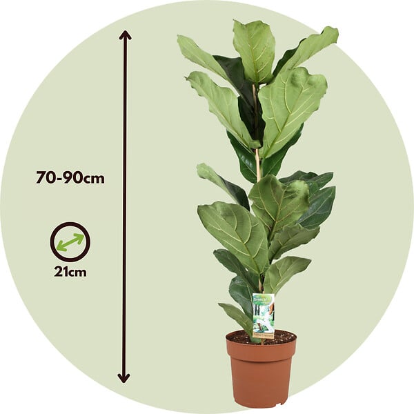 PLANT IN A BOX - Figuier à Feuilles de Violon - Set de 2 - Ficus Lyrata - Hauteur 70-90cm - ⌀21cm - large