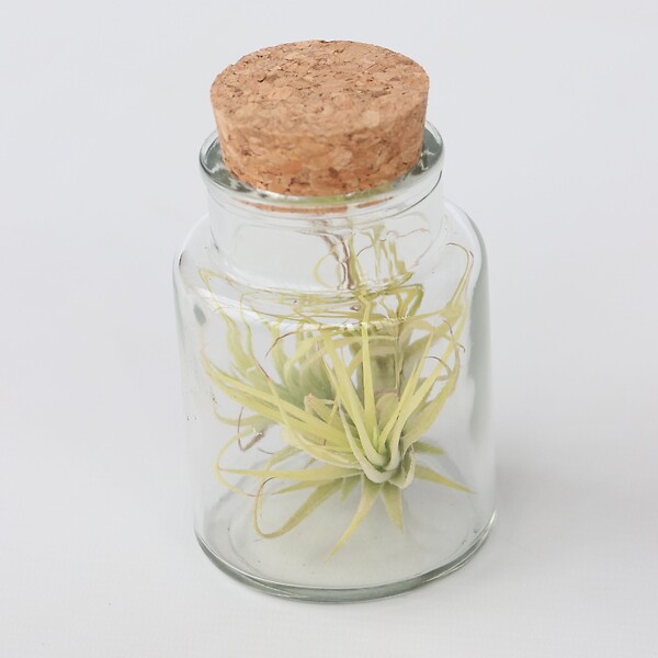 PLANT IN A BOX - Plante aérienne - Set de 3 - Tillandsia - Hauteur 5-15cm - ⌀5cm - large