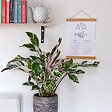 PLANT IN A BOX - Calathée - Set de 2 - Calathea Lietzei 'White Fusion' - Hauteur 30-40cm - ⌀14cm - vignette