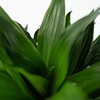 PLANT IN A BOX - Dragonnier - Dracaena surculosa - Hauteur 50-65cm - ⌀17cm - vignette