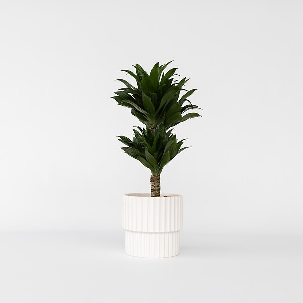 PLANT IN A BOX - Dragonnier - Dracaena surculosa - Hauteur 50-65cm - ⌀17cm - large
