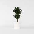 PLANT IN A BOX - Dragonnier - Dracaena surculosa - Hauteur 50-65cm - ⌀17cm - vignette