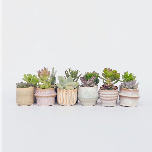 PLANT IN A BOX - Mélange de petites succulentes - Set de 12 - Succulent Mix - H5-10cm - ⌀5,5cm - large