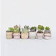 PLANT IN A BOX - Mélange de petites succulentes - Set de 12 - Succulent Mix - H5-10cm - ⌀5,5cm - vignette
