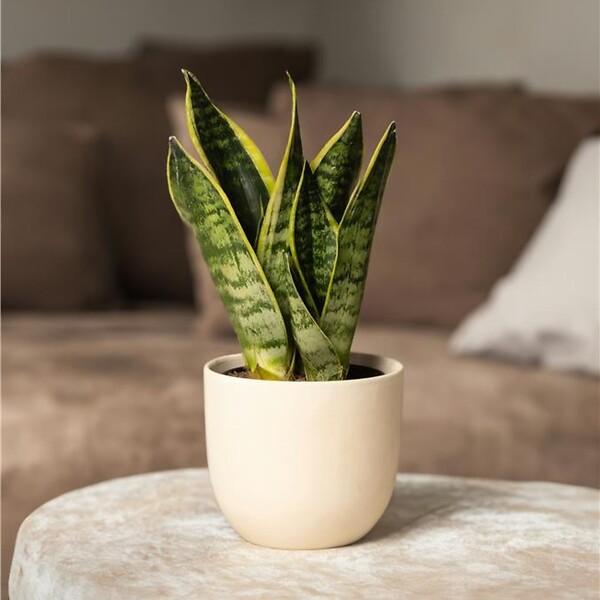 PLANT IN A BOX - Langue de belle-mère - Sanseviera 'Futura Superba' - Hauteur 35-40cm - ⌀12cm - large