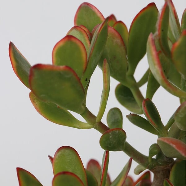 PLANT IN A BOX - Arbre de jade - Crassula ovata 'Sunset' - Hauteur 55-60cm - ⌀30cm - large