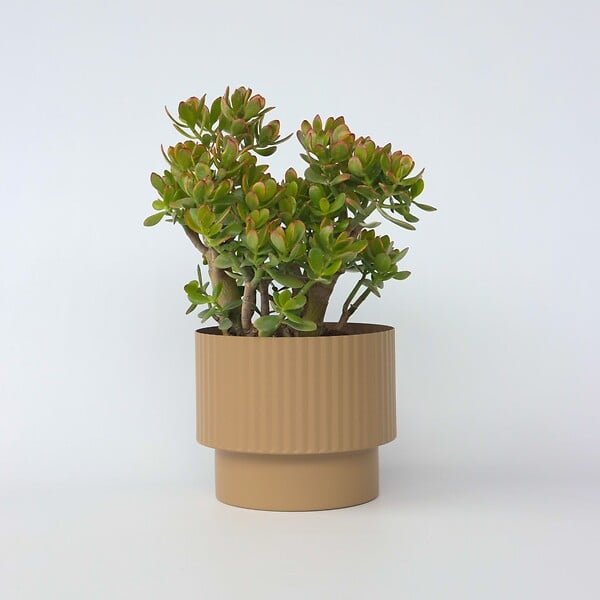 PLANT IN A BOX - Arbre de jade - Crassula ovata 'Sunset' - Hauteur 55-60cm - ⌀30cm - large