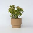 PLANT IN A BOX - Arbre de jade - Crassula ovata 'Sunset' - Hauteur 55-60cm - ⌀30cm - vignette