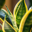 PLANT IN A BOX - Langue de belle-mère - Sansevieria trifasciata Laurentii - H65-75cm - ⌀21cm - vignette