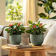 PLANT IN A BOX - Euphorbe de Madagascar - Set de 2 - Euphorbia 'Milii' - Hauteur 25-35cm - ⌀13cm - vignette