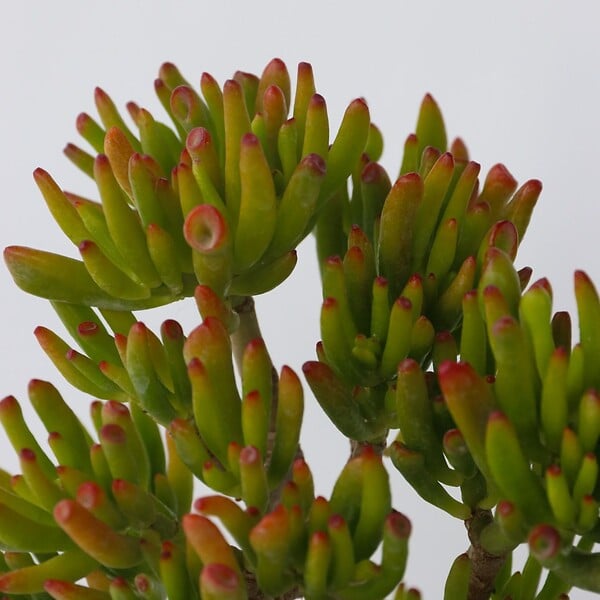 PLANT IN A BOX - Arbre de jade - Crassula ovata 'Hobbit' - Hauteur 45-50cm - ⌀23cm - large