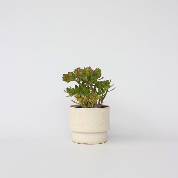 PLANT IN A BOX - Arbre de jade - Crassula ovata 'Hobbit' - Hauteur 45-50cm - ⌀23cm - large