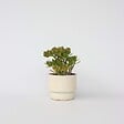 PLANT IN A BOX - Arbre de jade - Crassula ovata 'Hobbit' - Hauteur 45-50cm - ⌀23cm - vignette