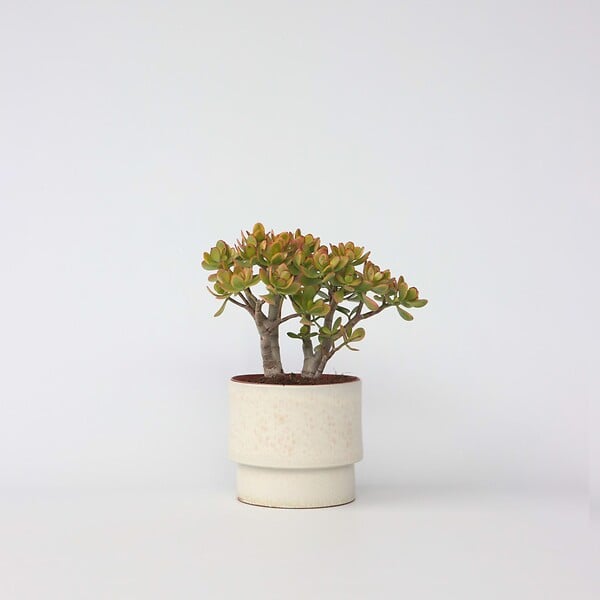 PLANT IN A BOX - Arbre de jade - Crassula ovata 'Sunset' - Hauteur 30-35cm - ⌀17cm - large