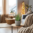 PLANT IN A BOX - Aloe vera - Set de 3 - Aloe barbadensis - Hauteur 25-40cm - ⌀10,5cm - vignette