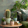 PLANT IN A BOX - Mélange de mini cactus - Set de 12 - Cactus - Hauteur 5-10cm - ⌀5,5cm - vignette