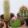PLANT IN A BOX - Mélange de mini cactus - Set de 12 - Cactus - Hauteur 5-10cm - ⌀5,5cm - vignette