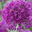 BLOOMIQUE - Mélange de 15 - Allium Purple Sensation - Look - Oignon ornemental - Violet - Bulbes à fleurs - vignette