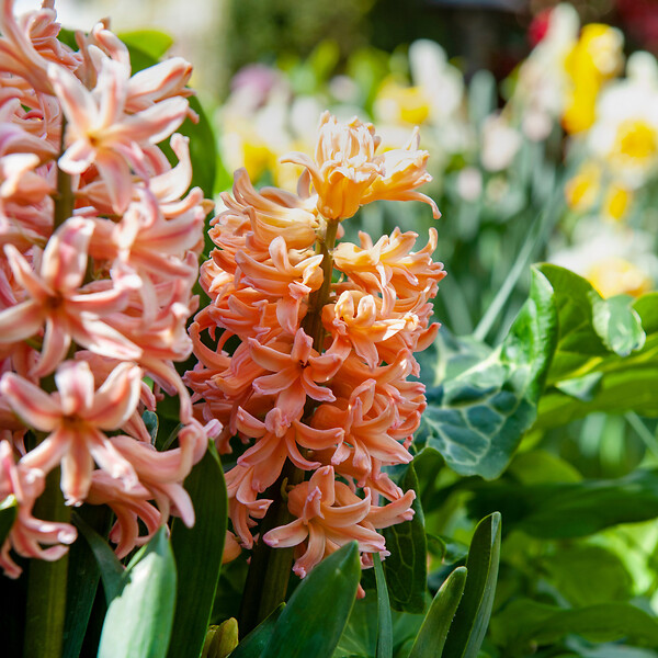 PLANT IN A BOX - Mélange de bulbes pour le jardin - Set de 25 - Narcissus, Tulipa, Hyacinthus - large