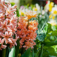 PLANT IN A BOX - Mélange de bulbes pour le jardin - Set de 25 - Narcissus, Tulipa, Hyacinthus - vignette